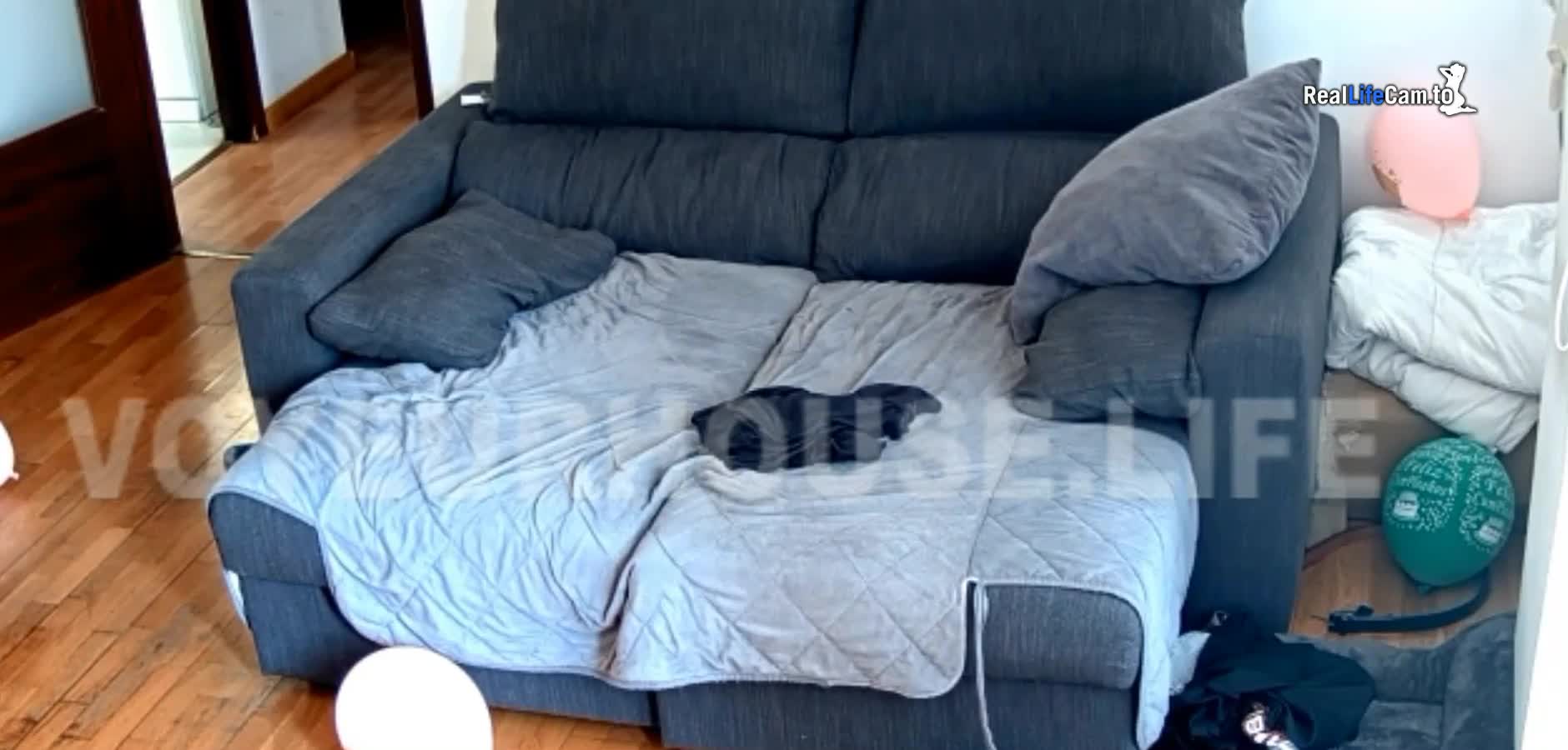 Reallifecam - Guest coupla have hpt sex on sofa 22.12.2024